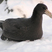 Antarctic Giant Petrel